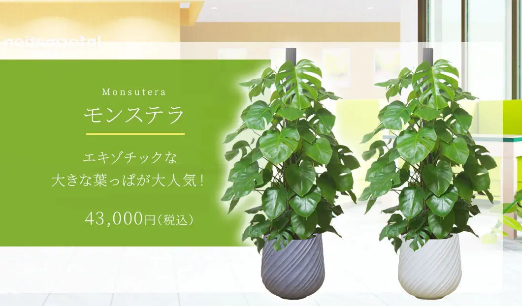モンステラ 観葉植物 43,000円(税込)