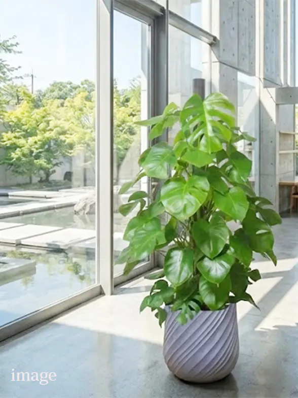 モンステラ葉っぱ拡大画像