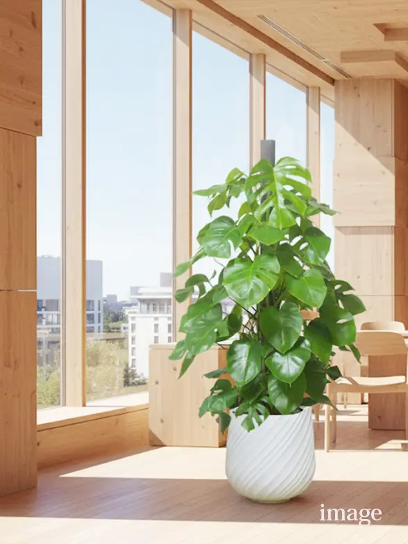 モンステラ葉っぱ枝も入った画像