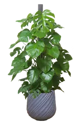 モンステラ全体画像