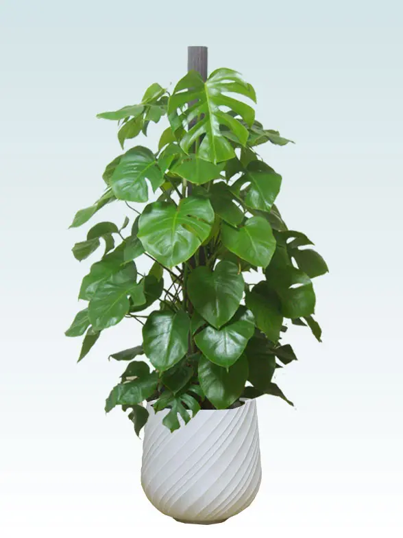 モンステラ(スパイラル型、グラスファイバー製鉢カバー付) Lサイズ