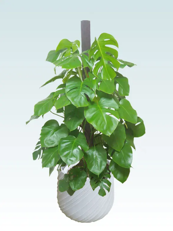 モンステラ葉っぱ枝も入った画像