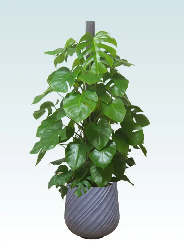 大型　根上がり　モンステラ　10号　グラスファイバー陶器鉢　植え込み発送 大型 根上がり モンステラ 10号 グラスファイバー陶器鉢