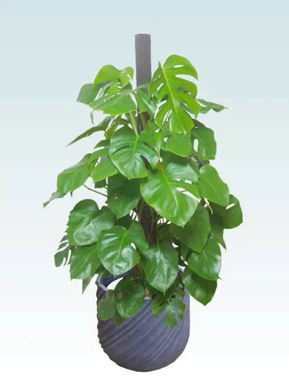 モンステラ葉っぱ枝も入った画像