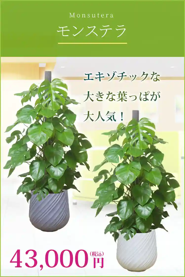 モンステラ(スパイラル型、グラスファイバー製鉢カバー付) L