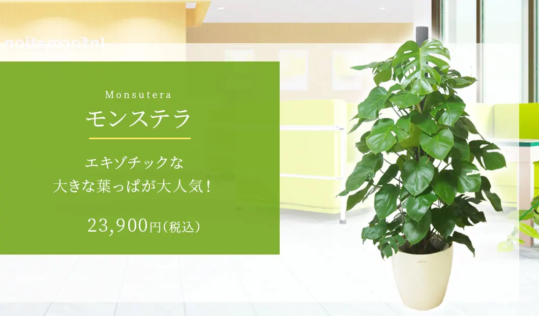 モンステラ 観葉植物 22,900円(税込)