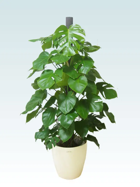モンステラ(ラスターポット付) Lサイズ/観葉植物の販売、通販の観葉植物のオアシス
