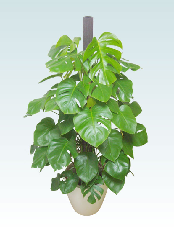 モンステラ ラスターポット付 Lサイズ 観葉植物の販売 通販の観葉植物のオアシス モンステラ ラスターポット付 Lサイズ 観葉植物の販売 通販の観葉植物のオアシス