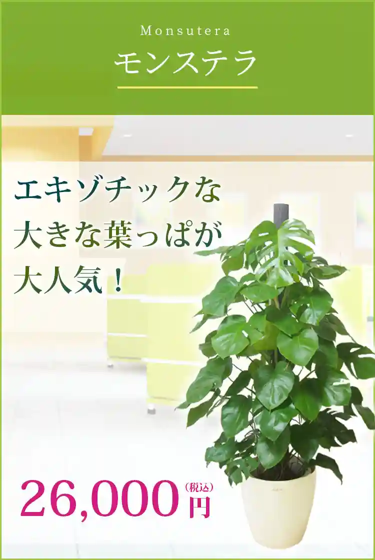 モンステラ 観葉植物 22,900円(税込)