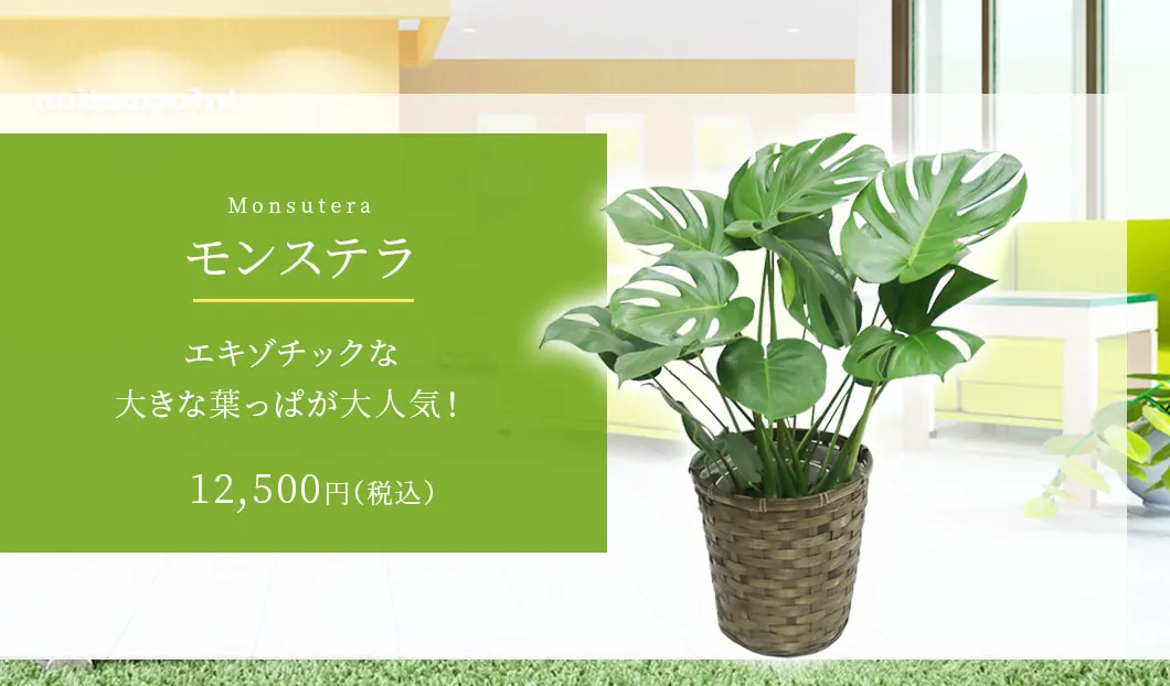 モンステラ 観葉植物 11,500円(税込)