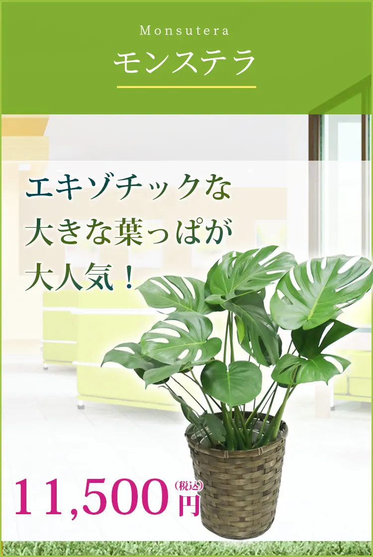 モンステラ 観葉植物 11,500円(税込)