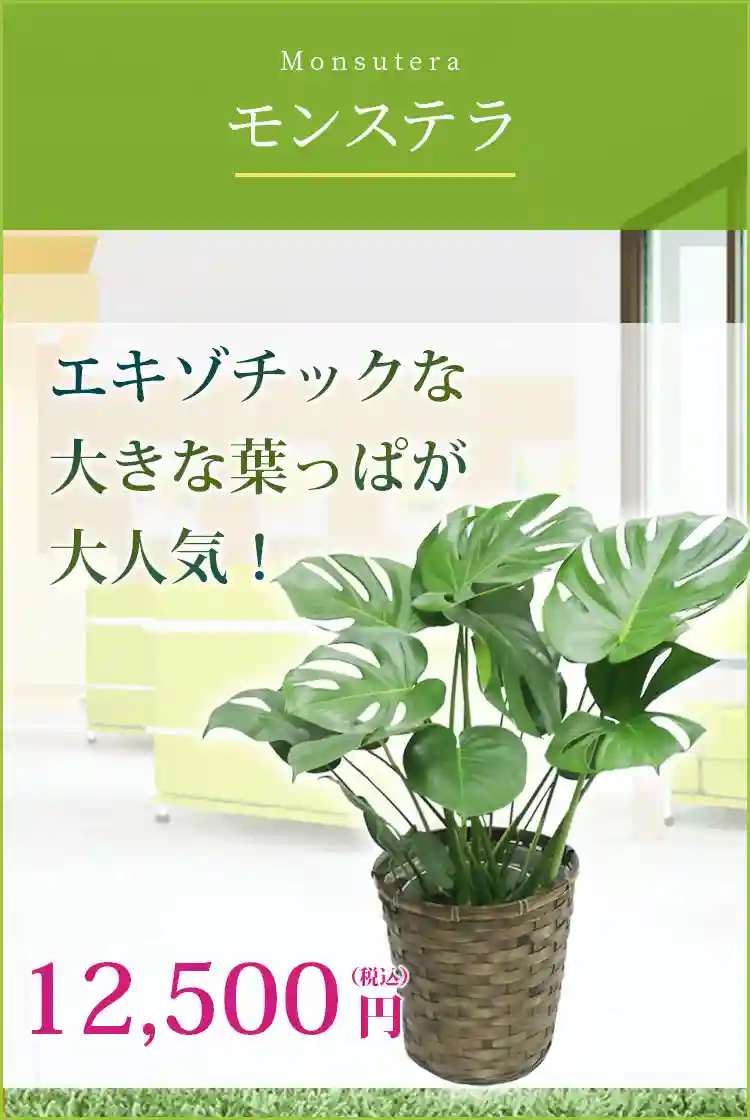 モンステラ 観葉植物 11,500円(税込)