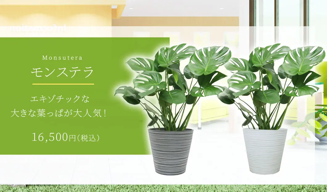 モンステラ 観葉植物 16,500円(税込)