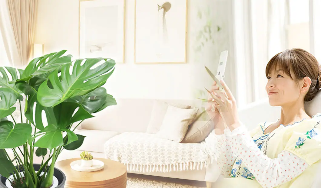 ギフトやインテリアに人気の観葉植物モンステラ