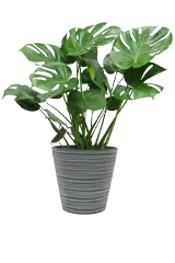 モンステラ全体画像