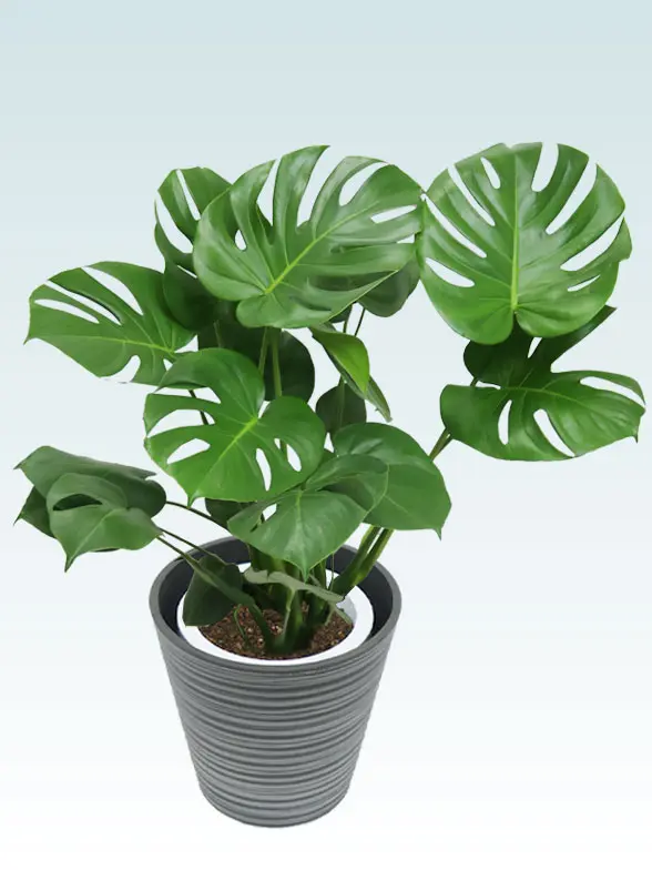 モンステラ拡大横から画像