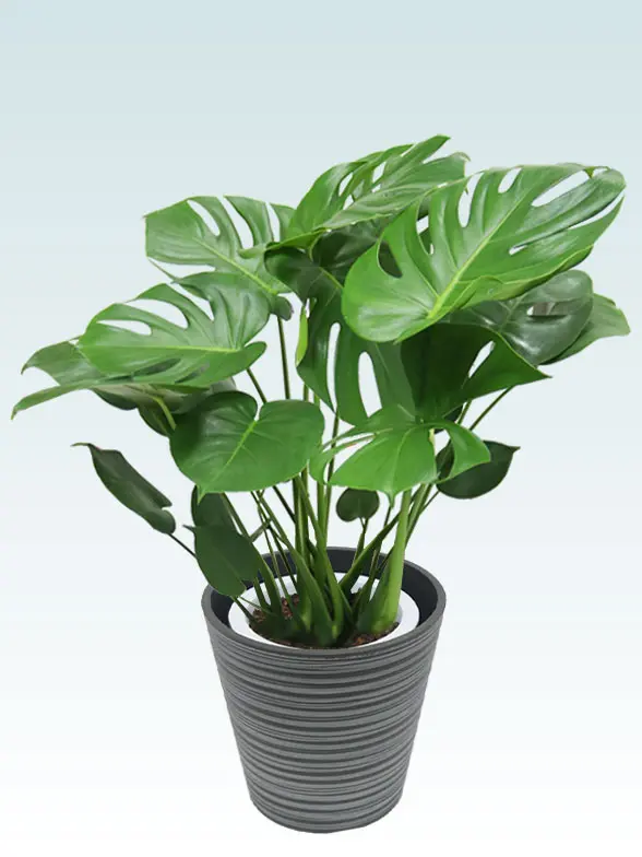 モンステラ葉っぱ拡大画像