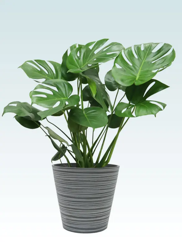 モンステラ Mサイズ エコフレンドリーポット付