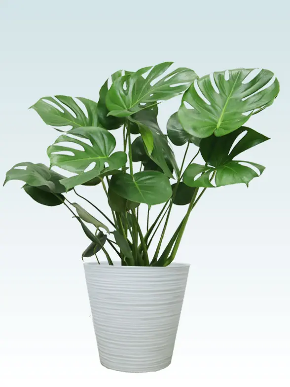 モンステラ葉っぱ枝も入った画像