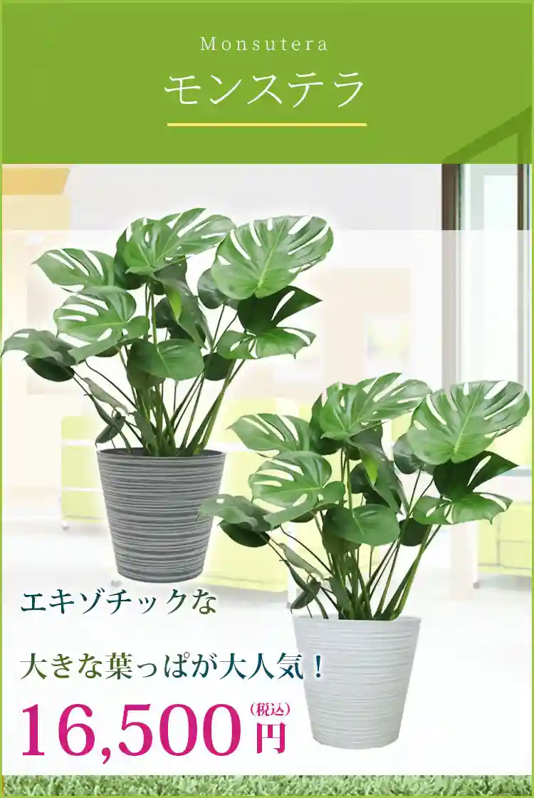 モンステラ 観葉植物 16,500円(税込)