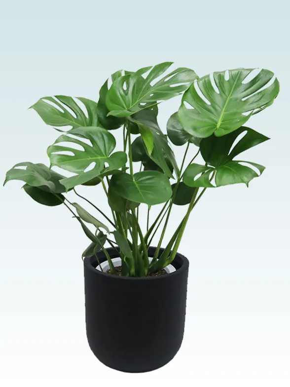 モンステラ(Uポット型、グラスファイバー製鉢カバー付) Mサイズ/観葉