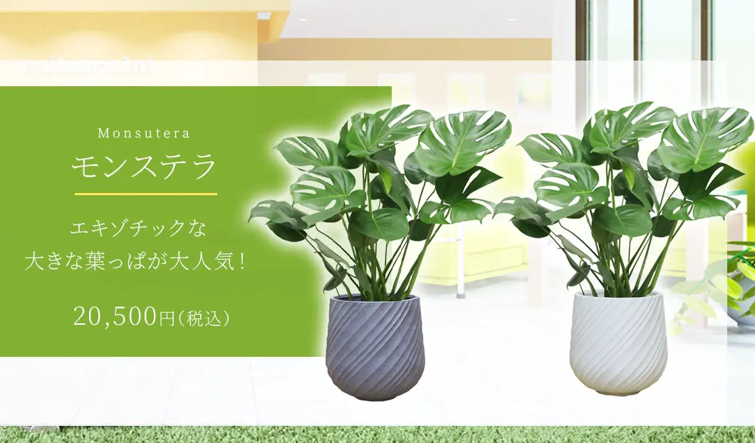 モンステラ 観葉植物 20,500円(税込)