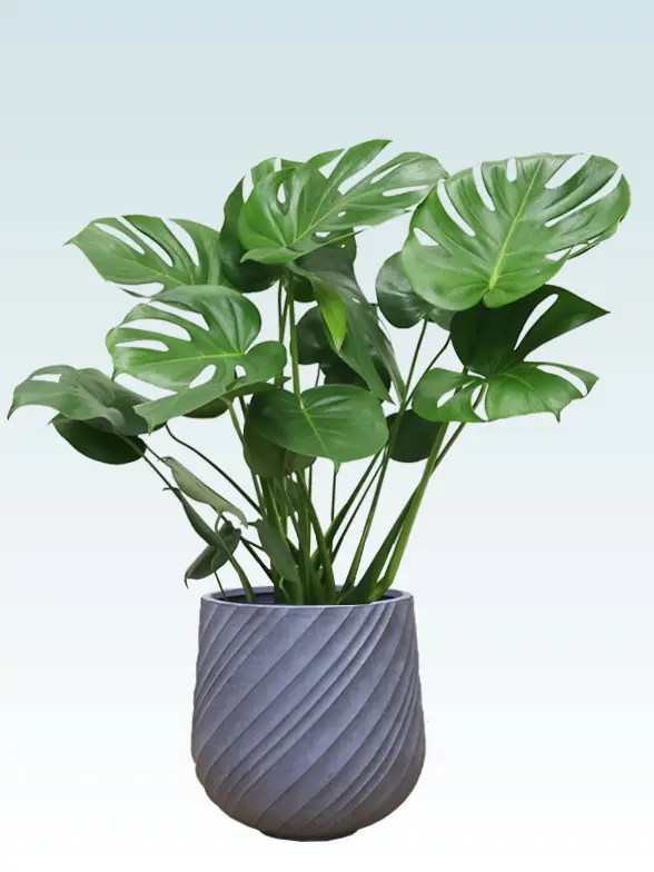 モンステラ Mサイズ スパイラル型、グラスファイバー製鉢カバー付