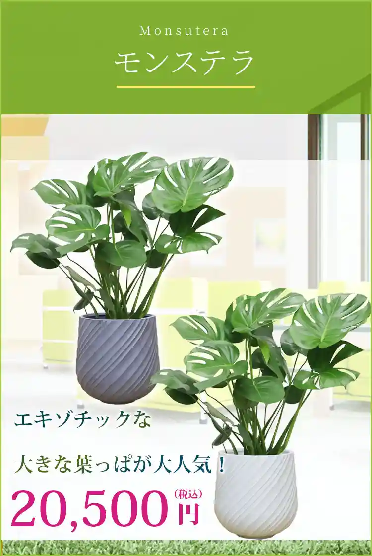 モンステラ 観葉植物 20,500円(税込)