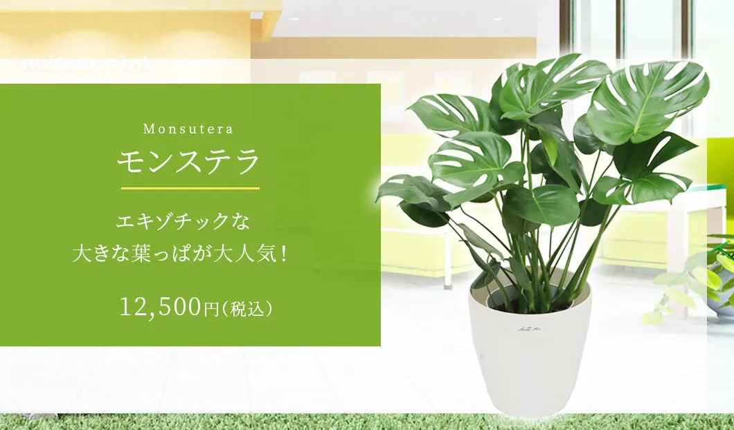 モンステラ 観葉植物 12,500円(税込)