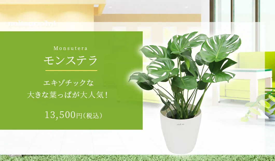 モンステラ 観葉植物 12,500円(税込)