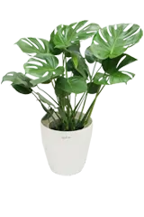 モンステラ全体画像