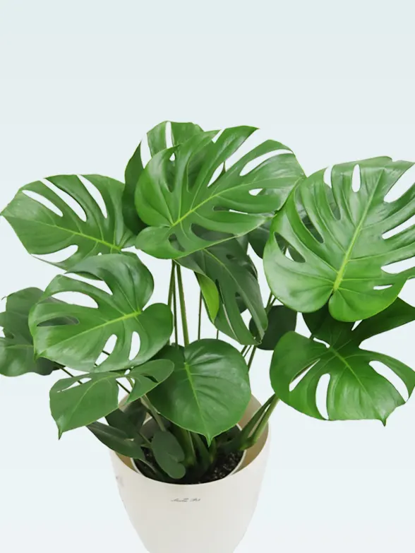 モンステラ拡大斜め上から画像