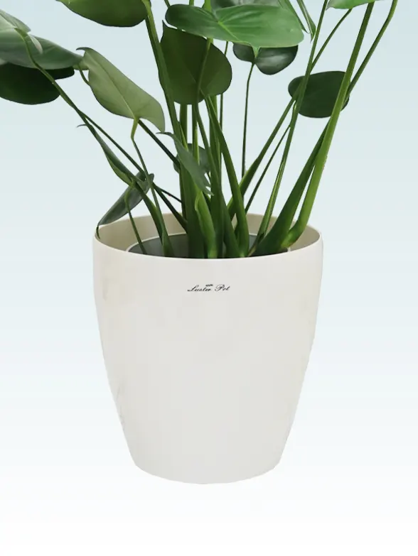 モンステラ籐製の鉢カバーイメージ画像