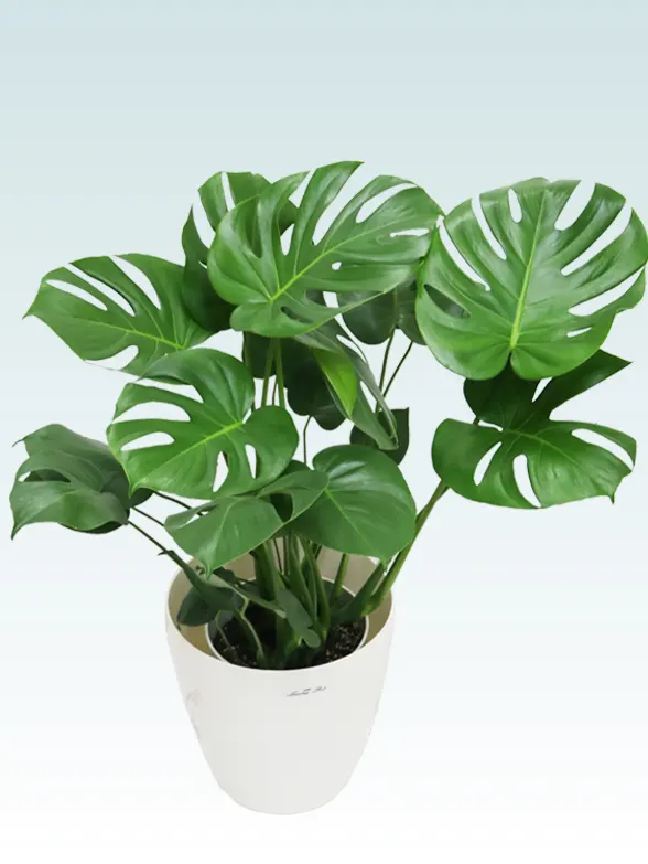 モンステラ拡大横から画像