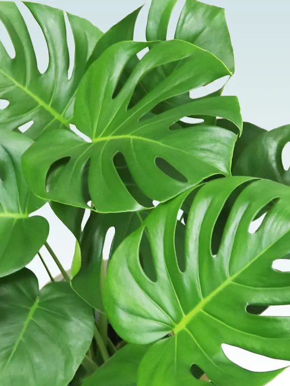 モンステラ全体画像