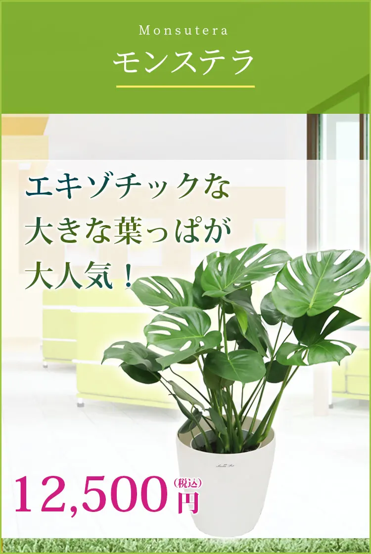 モンステラ 観葉植物 12,500円(税込)