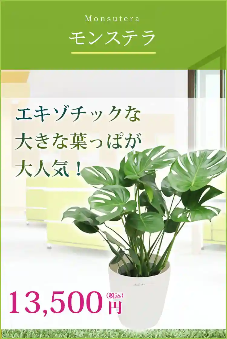 モンステラ 観葉植物 12,500円(税込)
