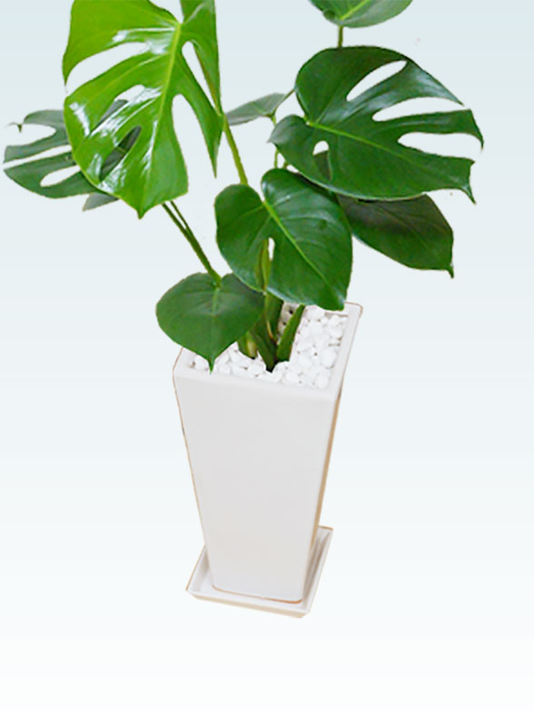 モンステラ 陶器鉢植込み 6号スクエア白色 スタイリッシュ 観葉植物の販売 通販の観葉植物のオアシス モンステラ 陶器鉢植込み 6号スクエア白色 スタイリッシュ 観葉植物の販売 通販の観葉植物のオアシス