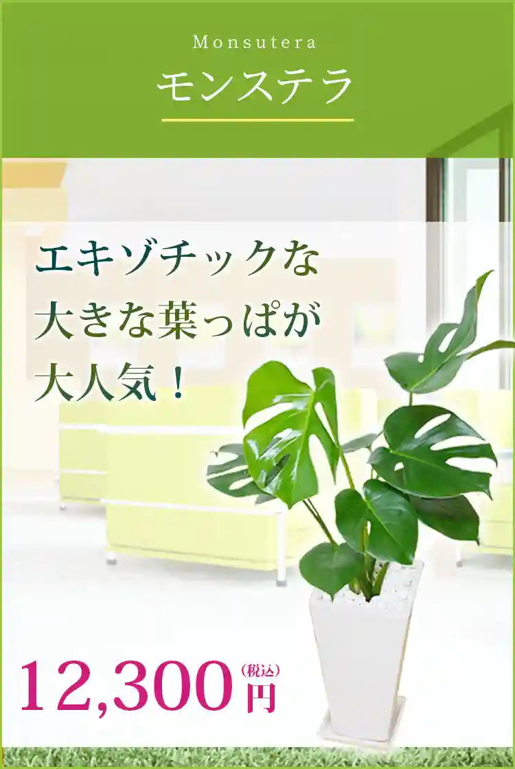 モンステラ 観葉植物 11,500円(税込)