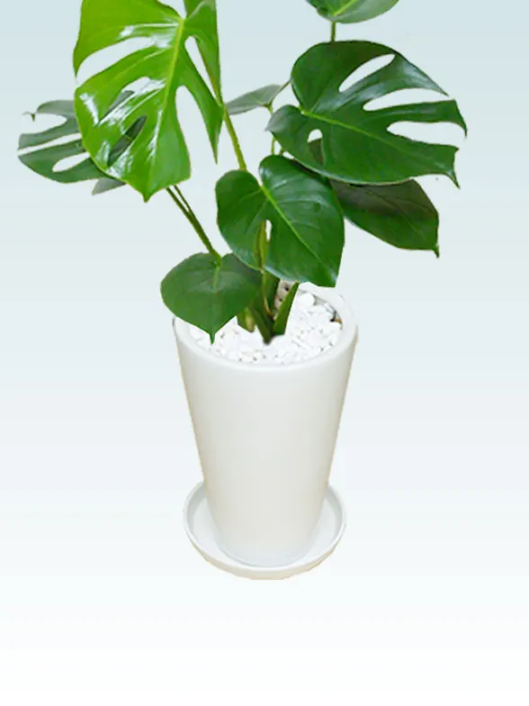 モンステラの鉢カバーイメージ画像