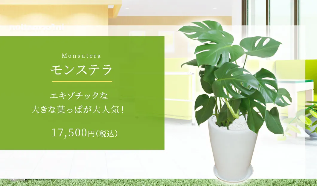 モンステラ 陶器鉢植込み ラウンドタイプ白色 スタイリッシュ 観葉植物の販売 通販の観葉植物のオアシス