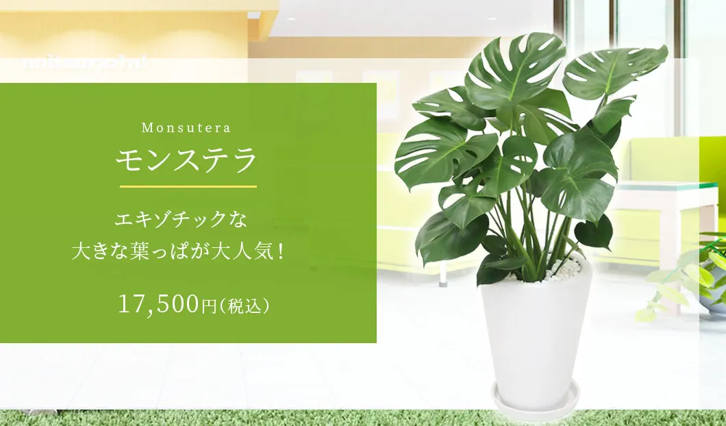 モンステラ 観葉植物 17,500円(税込)