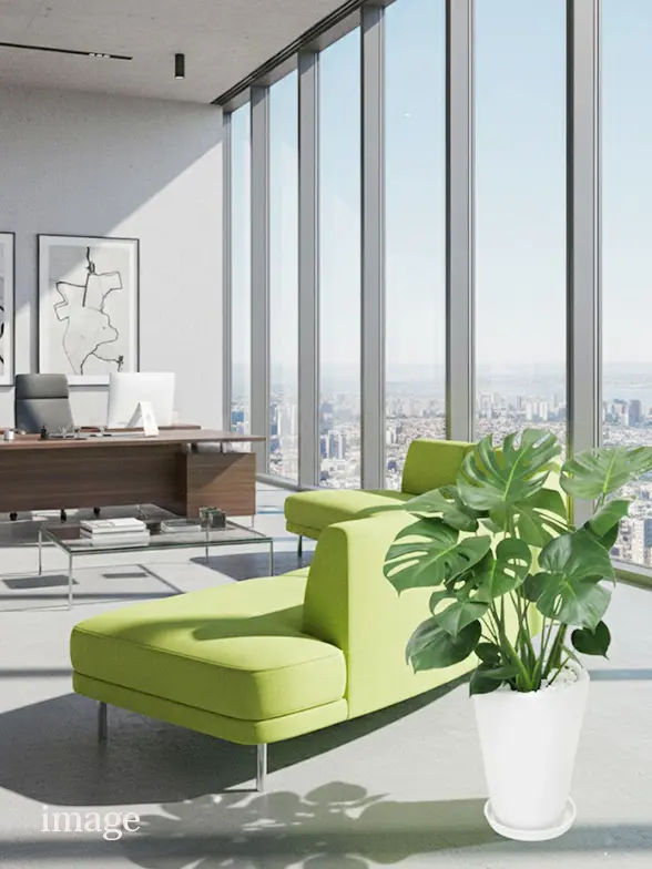 モンステラ葉っぱ枝も入った画像