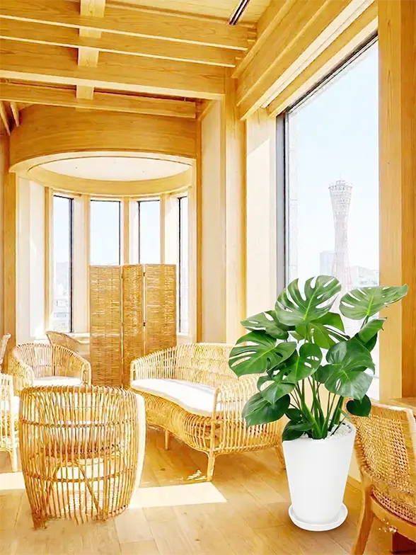 モンステラ スタイリッシュ　陶器鉢ラウンドタイプ白色