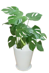 モンステラ全体画像