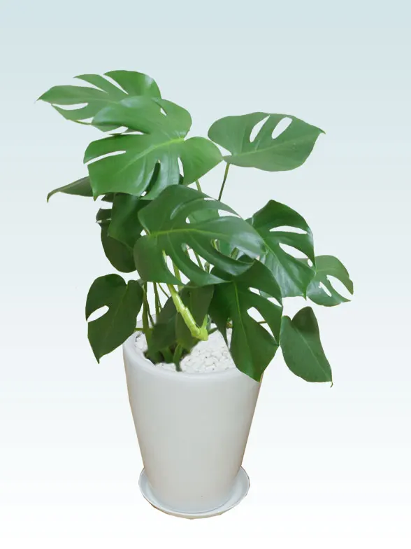 モンステラ(陶器鉢植込み、ラウンドタイプ白色) スタイリッシュ/観葉植物の販売、通販の観葉植物のオアシス