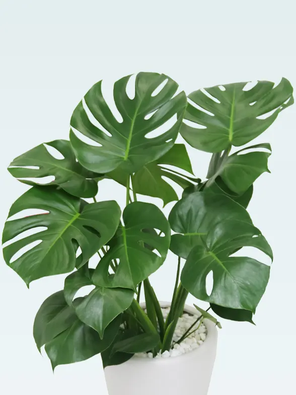観葉植物 モンステラ 8号 根あがり フォレスト トール ホワイト