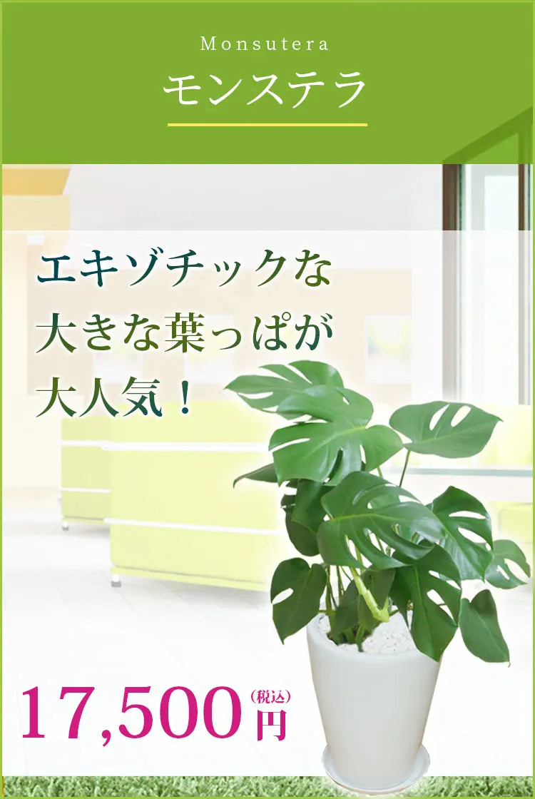 モンステラ 観葉植物 16,500円(税込)