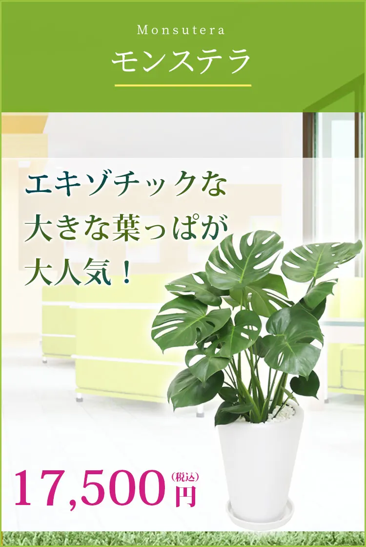 モンステラ 観葉植物 17,500円(税込)