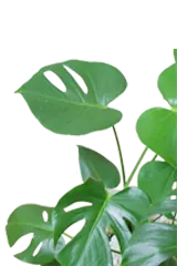 モンステラ 陶器鉢植込み ラウンドタイプ白色 スタイリッシュ 観葉植物の販売 通販の観葉植物のオアシス